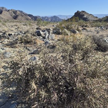 La Quinta Cove Hike - Pencil cholla - Hiking Near Me - La Quinta, California La Quinta Cove Hike - Pencil cholla - Hiking Near Me - La Quinta, California