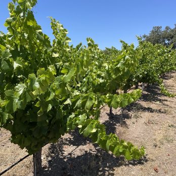 Beckmen Vineyards - Grape vines at Beckmen - Wineries Near Me - Los Olivos, California