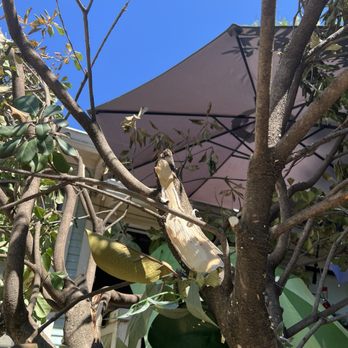 Joe's Tree Service - Knocked out all the shade tree by allowing huge branches to crash through it. - Tree Services Near Me - Chico, California Joe's Tree Service - Knocked out all the shade tree by allowing huge branches to crash through it. - Tree Services Near Me - Chico, California
