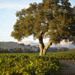 Koehler Winery