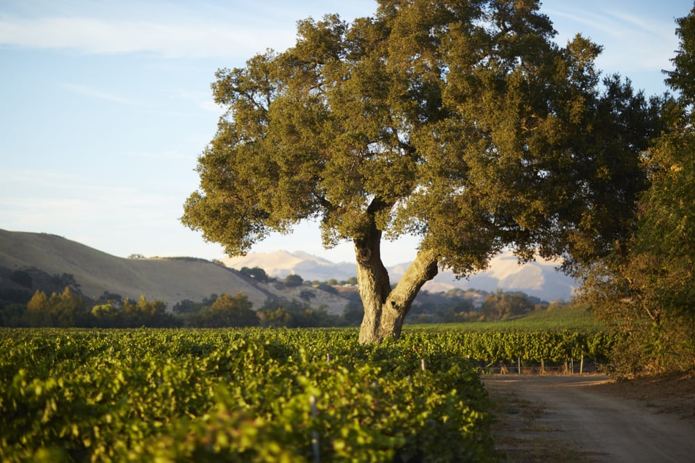 Koehler Winery Logo