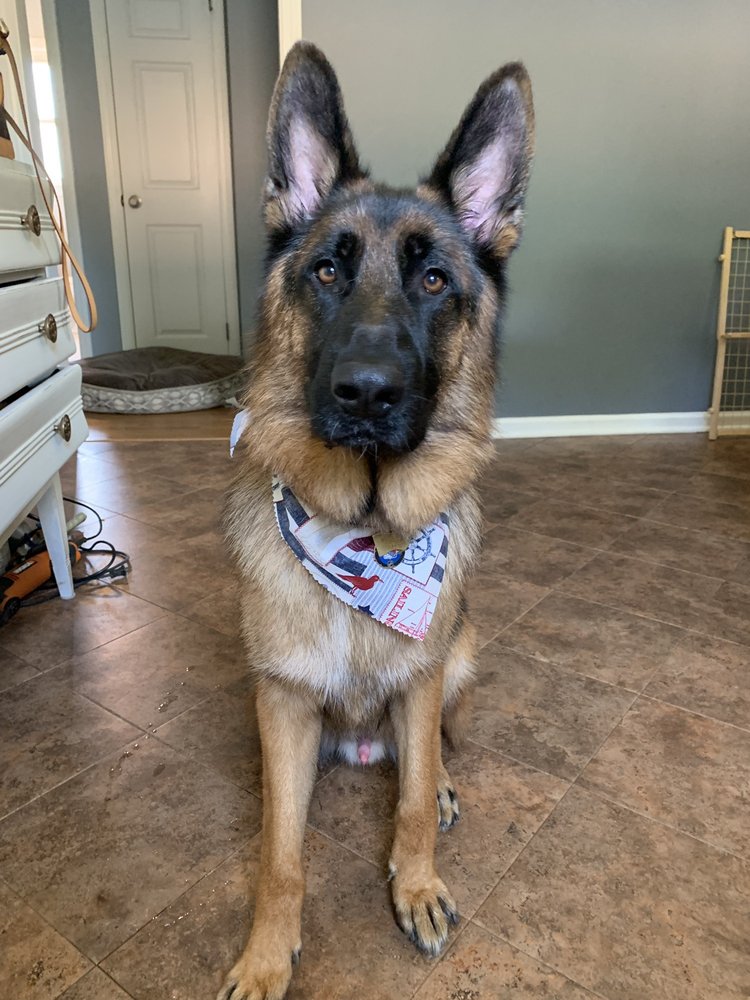 THE DOG SPAW LITTLE SILVER 36 Photos & 30 Reviews 8 Fairview Ave