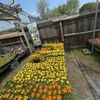 Level Acres Farm gift card