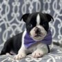 Photo of Heartland Puppies