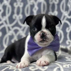 Heartland Puppies