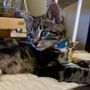 Emancipet