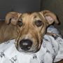 Photo of Wiggles "N" Whiskers Home Pet Care