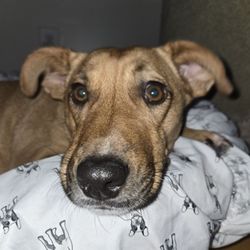 Wiggles "N" Whiskers Home Pet Care