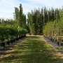 Photo of New Shoots Bamboo Nursery