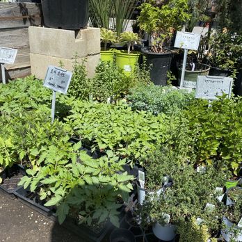Evergreen Nursery - Nurseries & Gardening Near Me - Garden Grove, California