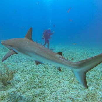 ScubAmerica - A friendly native a few miles south of Bimini Island - Scuba Diving Near Me ScubAmerica - A friendly native a few miles south of Bimini Island - Scuba Diving Near Me