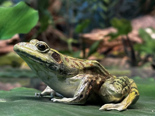 Milwaukee Public Museum by null