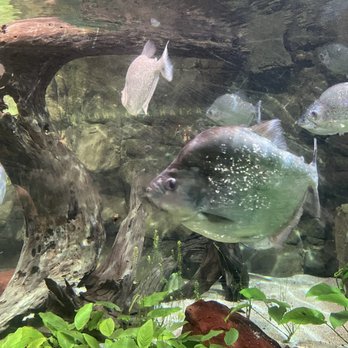 Shedd Aquarium - Piranhas - Aquariums Near Me - Chicago, Illinois Shedd Aquarium - Piranhas - Aquariums Near Me - Chicago, Illinois
