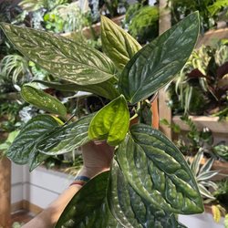 A Modern Plantsman Spokane - Monstera Peru