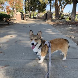 The Leash I Can Do - Mickey