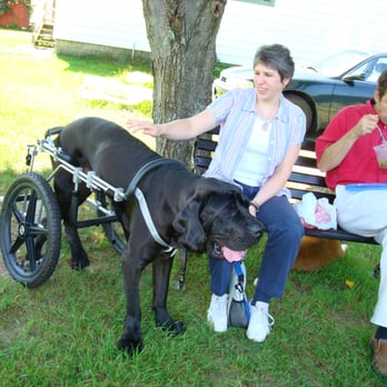 Eddie's Wheels - Caine in a Giant breed dog wheelchair - Pet Services Near Me - Shelburne Falls, Massachusetts Eddie's Wheels - Caine in a Giant breed dog wheelchair - Pet Services Near Me - Shelburne Falls, Massachusetts