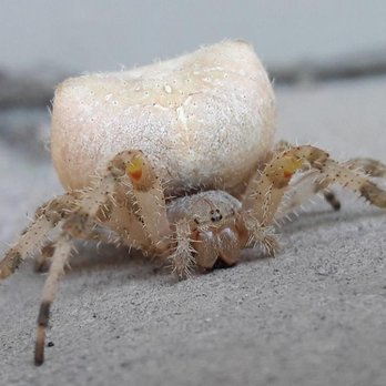 Iconic Pest Solutions - Pest Control Near Me Iconic Pest Solutions - Pest Control Near Me