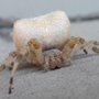 Iconic Pest Solutions