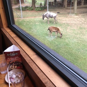 Bama Bucks - Window seating in restaurant - New American Near Me - Sardis City, Alabama Bama Bucks - Window seating in restaurant - New American Near Me - Sardis City, Alabama