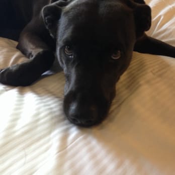 Oxford Hotel Bend - It's comfy in here; they are very pet friendly! Lula gets treats and a new bowl to take home -- made by Ruff Wear! - Hotels Near Me - Bend, Oregon