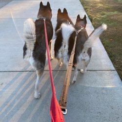 Discovery Bay Dog Park - The huskies