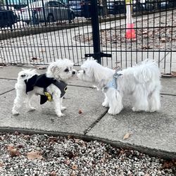 Peters Park - Peters Park is the only one I know, in Boston proper, that has a separate, fenced in space for small dogs!