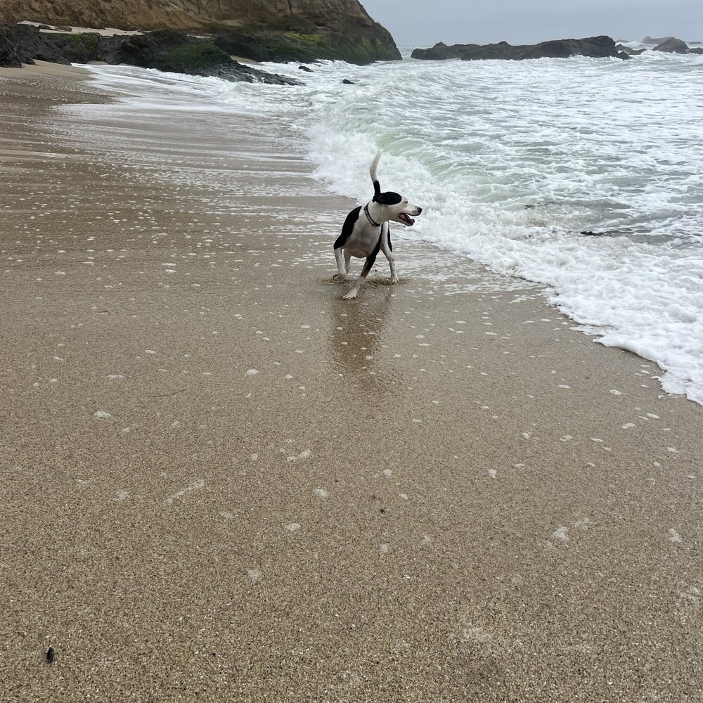 Redondo Beach - Definitely a water dog. - Beaches Near Me Redondo Beach - Definitely a water dog. - Beaches Near Me