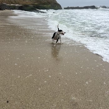 Redondo Beach - Definitely a water dog. - Beaches Near Me