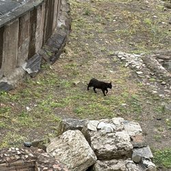 Torre Argentina - Cat wandering through ancient Roman ruins