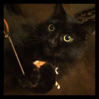 Fallbrook Animal Sanctuary - Malcolm (aka Stormy)  get more and more playful every day. - Animal Shelters Near Me - Fallbrook, California