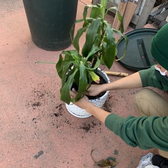 Armstrong Garden Centers - Repotting it - Nurseries & Gardening Near Me - Monrovia, California Armstrong Garden Centers - Repotting it - Nurseries & Gardening Near Me - Monrovia, California