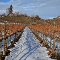 Chelan Ridge Winery