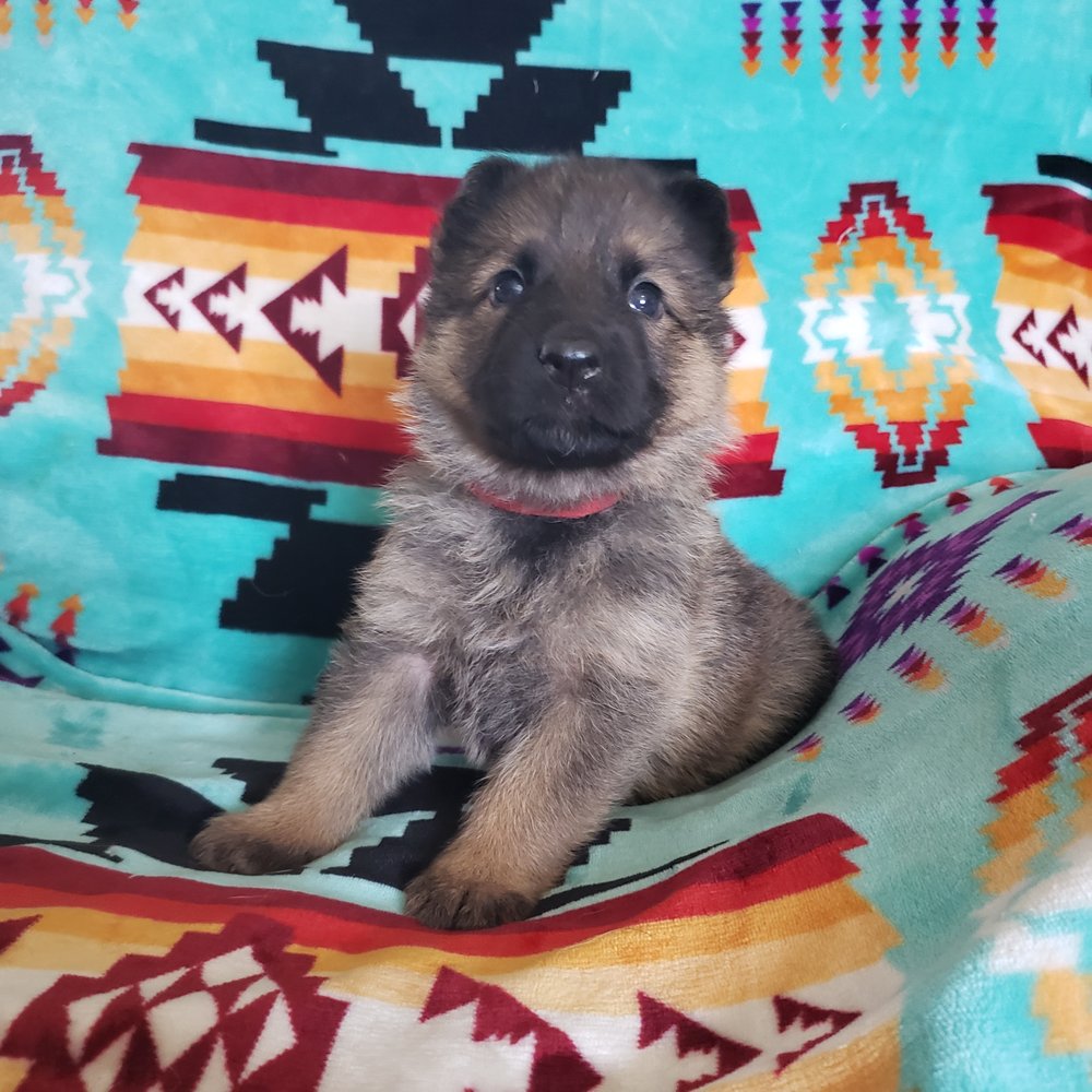 JOB’S PEAK VETERINARY HOSPITAL 15 Reviews Veterinarians 1454