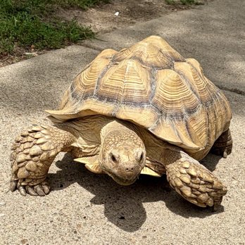 Pittsburgh VegFest - Turtle - Breweries Near Me - Pittsburgh, Pennsylvania Pittsburgh VegFest - Turtle - Breweries Near Me - Pittsburgh, Pennsylvania