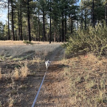 Black Bart's RV Park - Dog walk area - Campgrounds Near Me - Flagstaff, Arizona Black Bart's RV Park - Dog walk area - Campgrounds Near Me - Flagstaff, Arizona