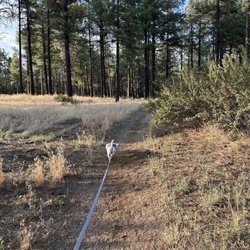 Black Bart's RV Park - Dog walk area