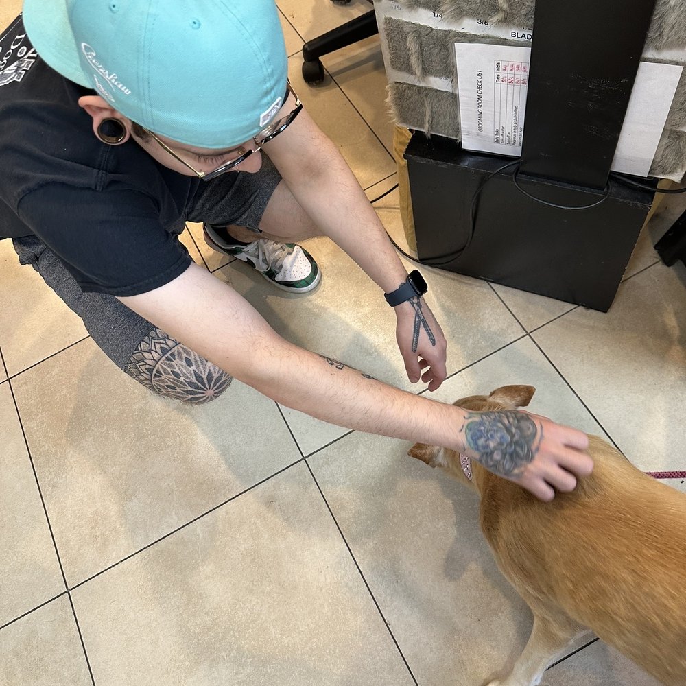 City Dog - Pet Stores Near Me - San Diego, California