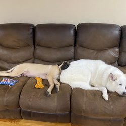 Westbridge Veterinary Referral Hospital - Maverick and Blizzard