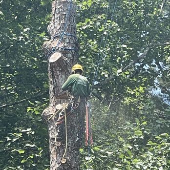 Cardinal Points Tree Specialist - Tree Services Near Me Cardinal Points Tree Specialist - Tree Services Near Me