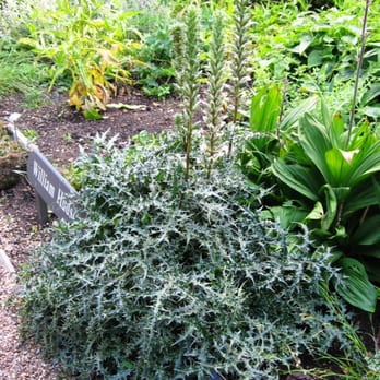 Chelsea Physic Garden - Botanical Gardens Near Me - London, XGL Chelsea Physic Garden - Botanical Gardens Near Me - London, XGL