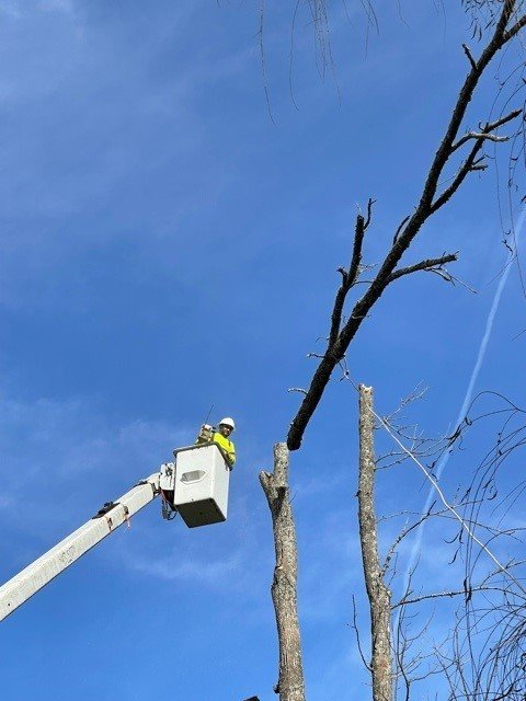 Carrera Tree Service - tree service in Knoxville, TN