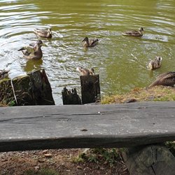Englischer Garten Eulbach - Enten