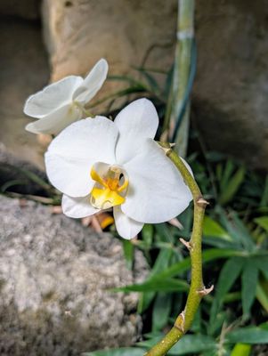 Buffalo and Erie County Botanical Gardens by null