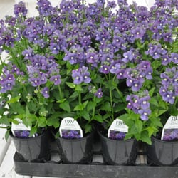 Premier Color Nursery- Wholesale grower