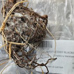 Burgess Seed and Plants - Mold on product ordered and opened the day they were received.