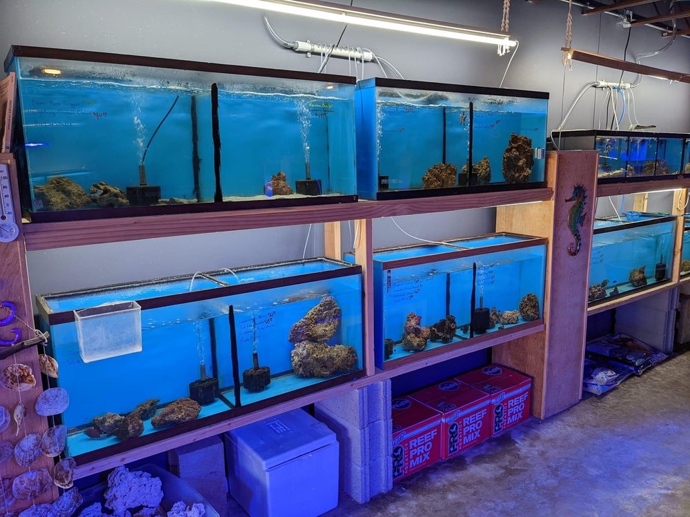 The Basement Reef