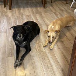DIA Bark Away - Finn and Cal!