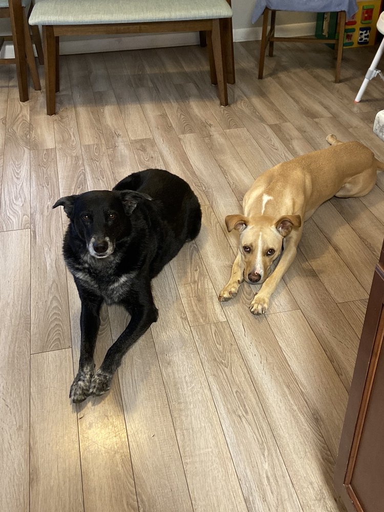 DIA Bark Away Image