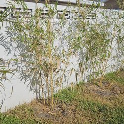 Best Value Plant Nursery
