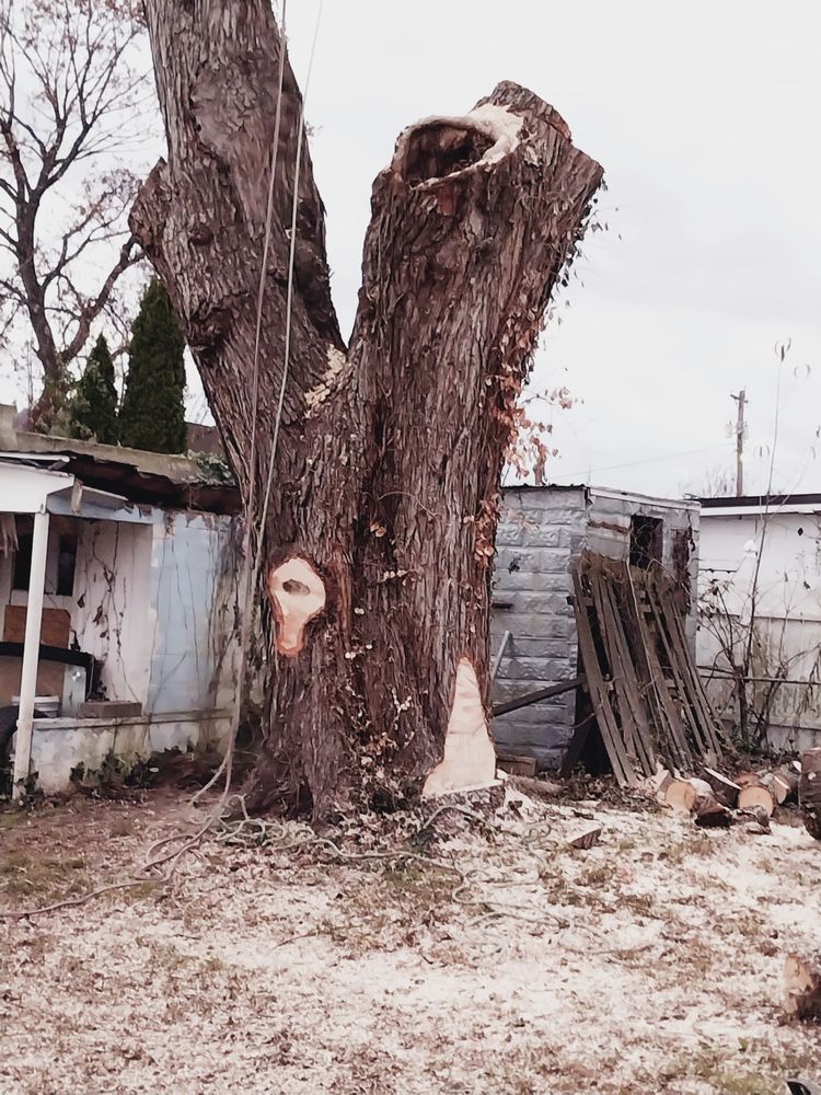 Thaxton Tree removal - tree service in Charleston, WV